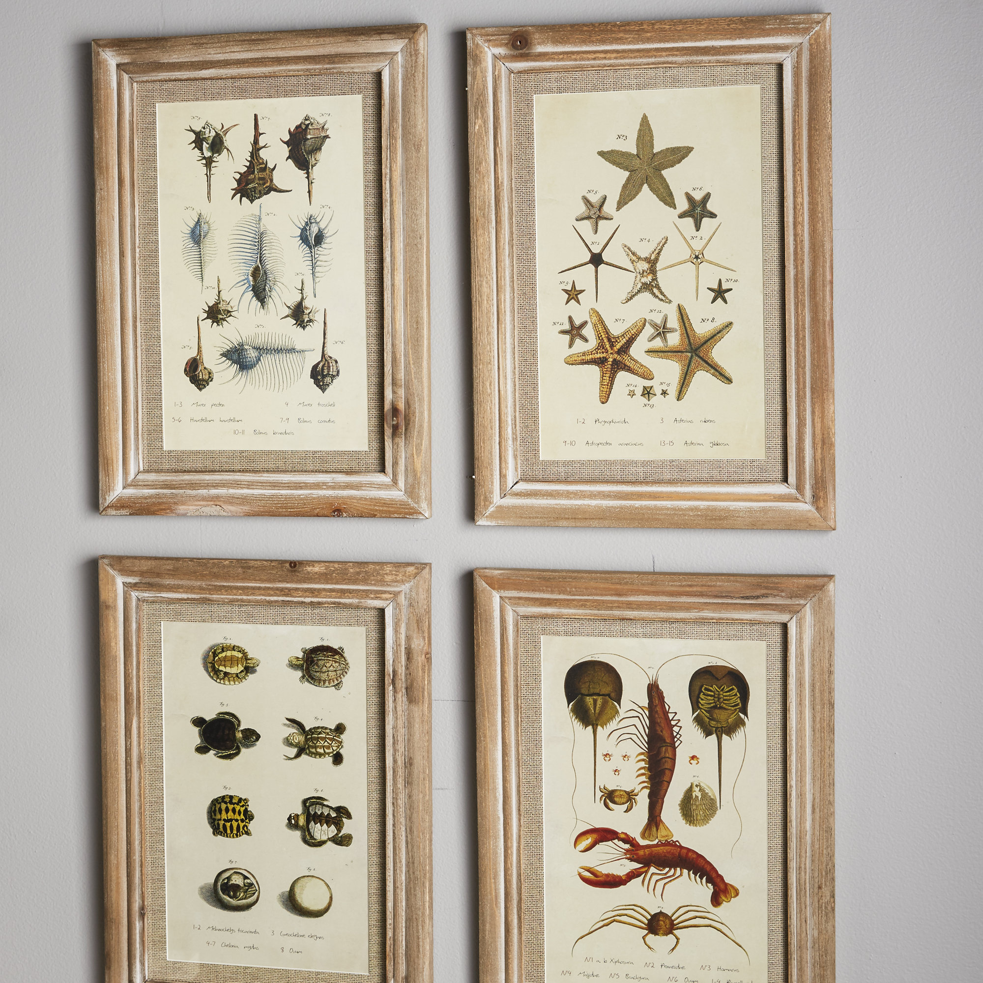 Aquatique 9 Piece Framed Graphic Art Print Set on Wood & Reviews Birch Lane